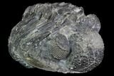 Bargain, Bumpy, Enrolled Drotops Trilobite - Around #100104-1